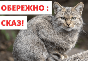 До уваги жителів міста Миколаєва! Обережно — виявлено сказ!!!